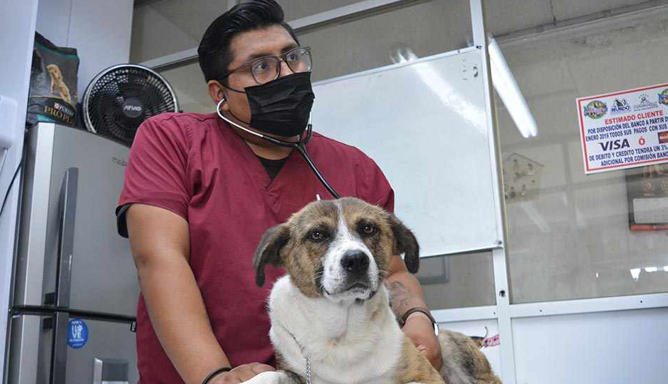 Cuánto gana un veterinario en Bolivia